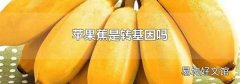 苹果蕉是转基因吗