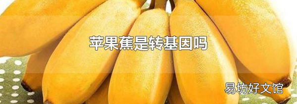 蘋果蕉是轉(zhuǎn)基因嗎