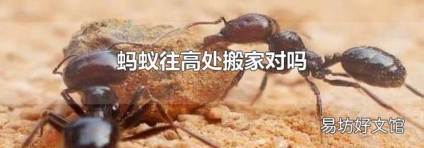 螞蟻往高處搬家對嗎