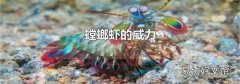 螳螂虾的威力