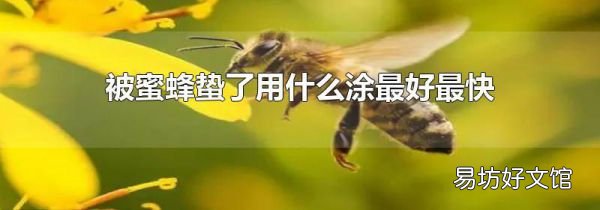 被蜜蜂蛰了用什么涂最好最快