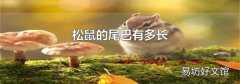 松鼠的尾巴有多长