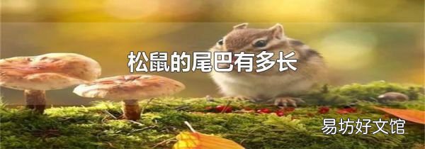 松鼠的尾巴有多长