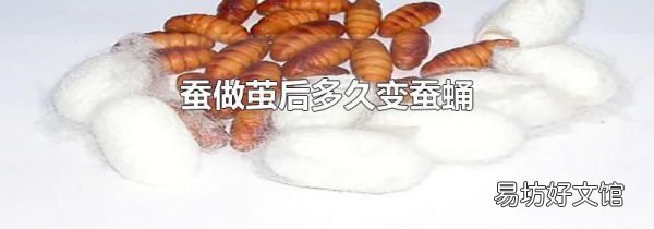 蚕做茧后多久变蚕蛹