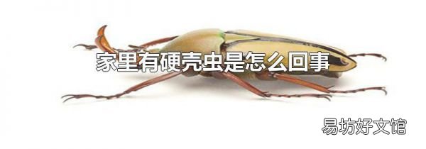 家里有硬壳虫是怎么回事