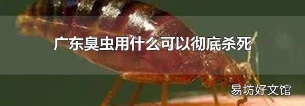 广东臭虫用什么可以彻底杀死