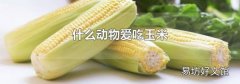 什么动物爱吃玉米