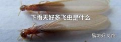 下雨天好多飞虫是什么