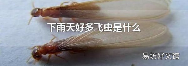 下雨天好多飞虫是什么