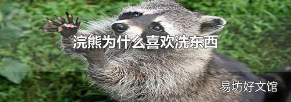 浣熊為什么喜歡洗東西