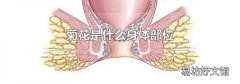 菊花是什么身体部位