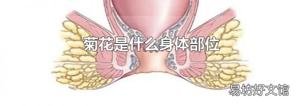 菊花是什么身体部位