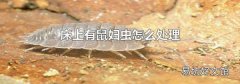 床上有鼠妇虫怎么处理