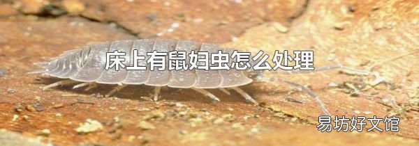 床上有鼠妇虫怎么处理