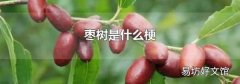 枣树是什么梗