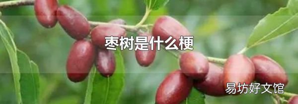 棗樹是什么梗