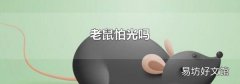 老鼠怕光吗