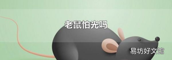 老鼠怕光吗
