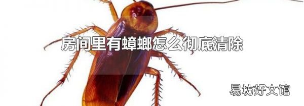 房间里有蟑螂怎么彻底清除