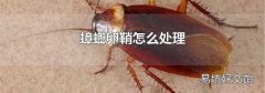 蟑螂卵鞘怎么处理