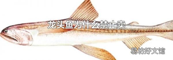 龙头鱼为什么禁止卖