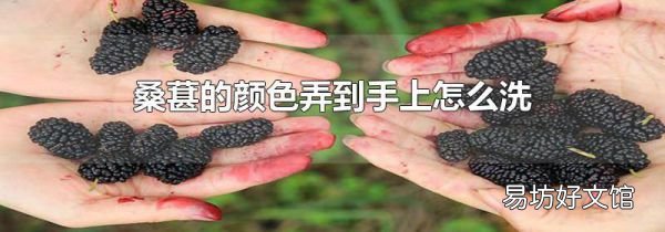 桑葚的颜色弄到手上怎么洗