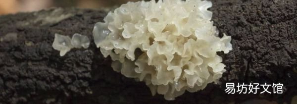 吃鲜活银耳注意事项