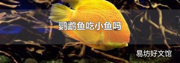 鹦鹉鱼吃小鱼吗