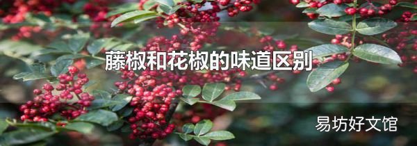 藤椒和花椒的味道区别