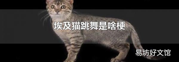 埃及貓跳舞是啥梗