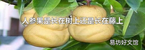 人参果是长在树上还是长在藤上