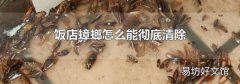 饭店蟑螂怎么能彻底清除