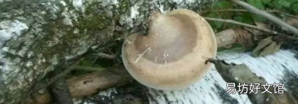 白靈芝的功效與作用吃法