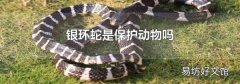 银环蛇是保护动物吗