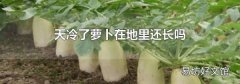 天冷了萝卜在地里还长吗