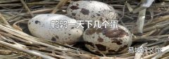 鹌鹑一天下几个蛋