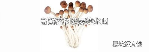 新鲜茶树菇要焯水吗