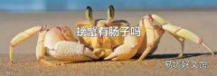 螃蟹有肠子吗