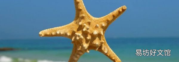 吃海星禁忌