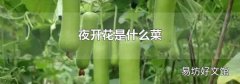 夜开花是什么菜