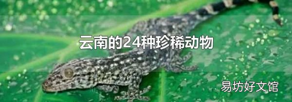 云南的24种珍稀动物