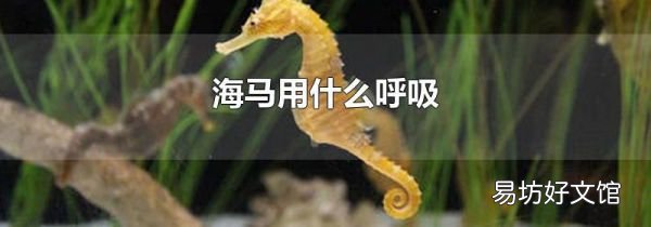 海马用什么呼吸
