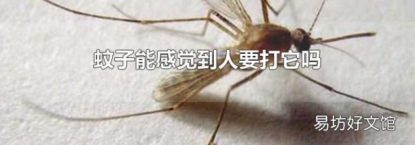 蚊子能感觉到人要打它吗