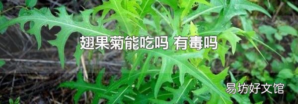 翅果菊能吃吗 有毒吗