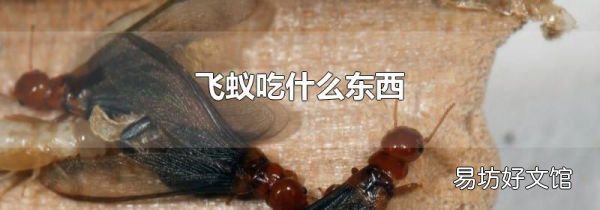 飞蚁吃什么东西