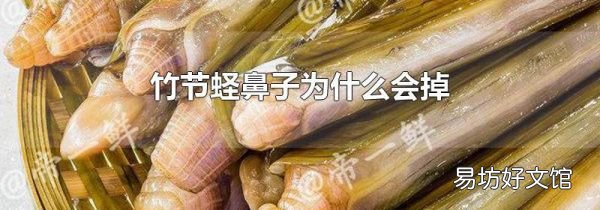 竹节蛏鼻子为什么会掉