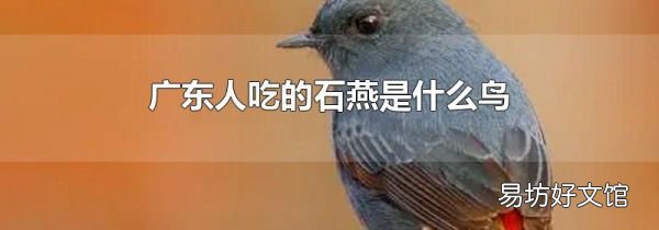 广东人吃的石燕是什么鸟