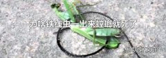 为啥铁线虫一出来螳螂就死了