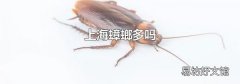 上海蟑螂多吗