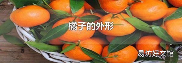 橘子的外形